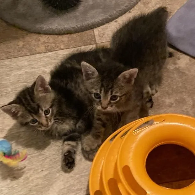 A baby medium-sized male Tabby cat named Jack for adoption in Saint Marys, WV
