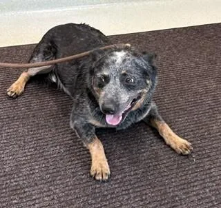 An adult medium-sized male Black Australian Cattle Dog / Blue Heeler dog named Obie for adoption in Maryville, TN