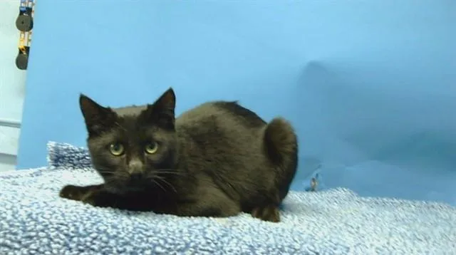 A young medium-sized male Domestic Short Hair cat named Nino for adoption in Gardena, CA