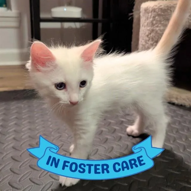 A baby small-sized male Domestic Medium Hair cat named Albert for adoption in Tallahassee, FL