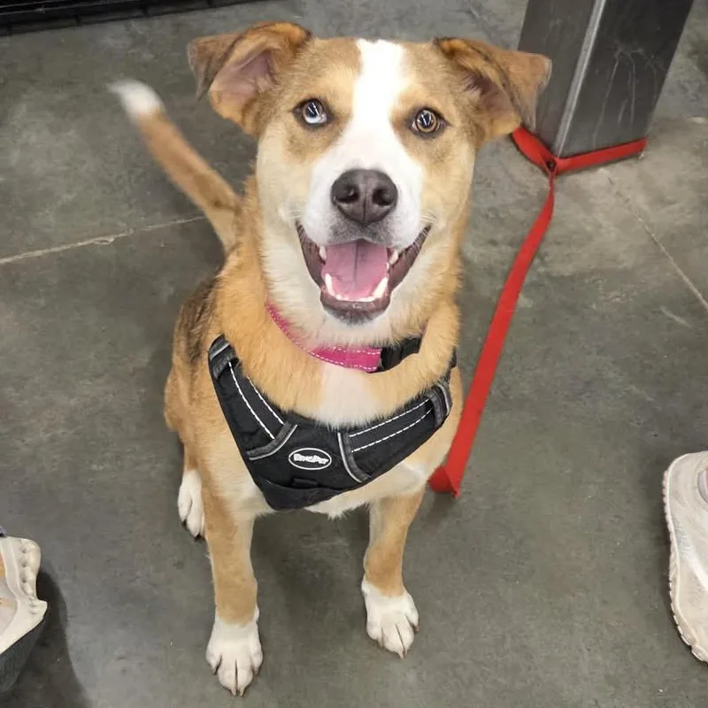 A young medium-sized male Brown / Chocolate Mixed Breed dog named Gibson for adoption in Buffalo, MN