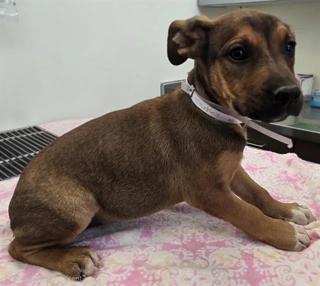 A baby small-sized female Rottweiler dog named Zeena for adoption in Lancaster, CA