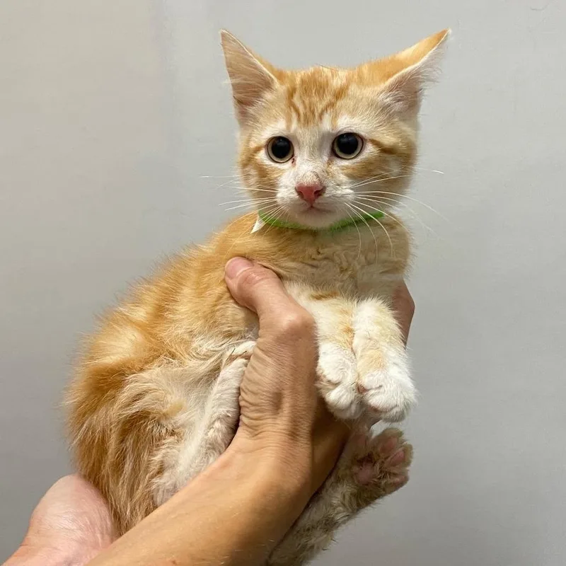 A baby medium-sized male Tabby (Orange / Red) Domestic Short Hair cat named Zion for adoption in Portland, OR