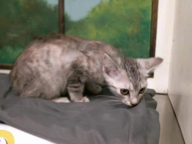 A baby small-sized male Domestic Short Hair cat named Jester for adoption in Houston, TX