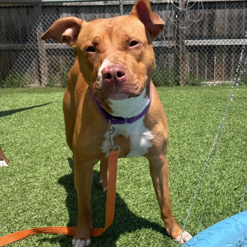 An adult medium-sized female Yellow / Tan / Blond / Fawn Pit Bull Terrier dog named Francis for adoption in Batavia, OH