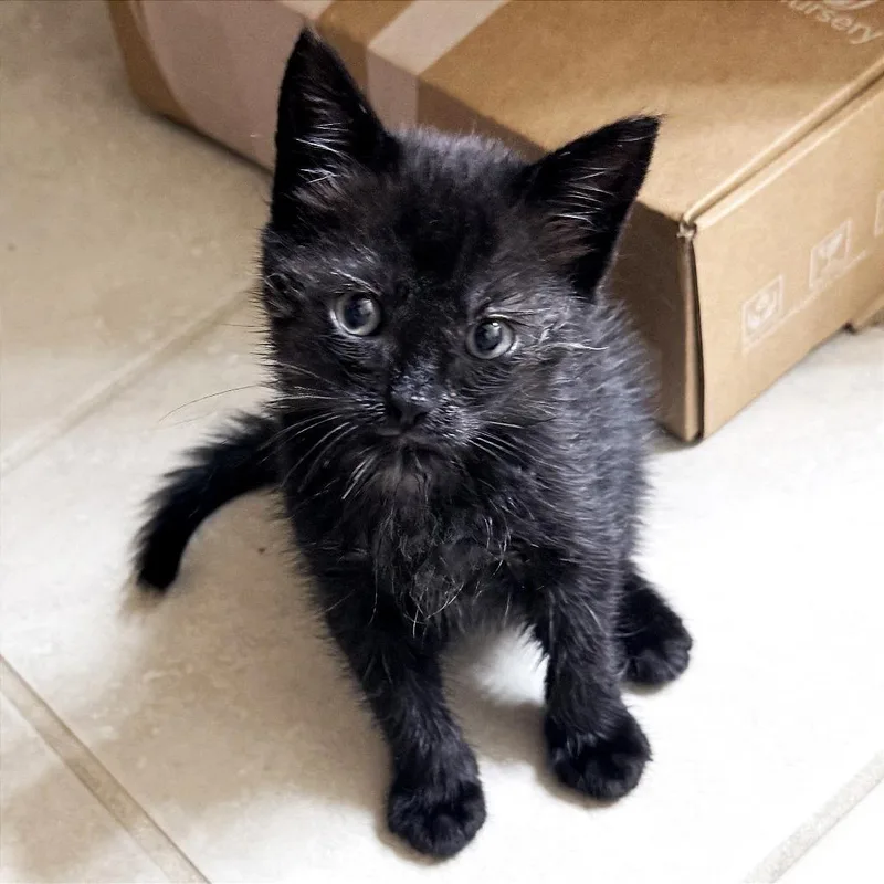 A baby small-sized male Black Domestic Short Hair cat named Noodle for adoption in Austin, TX