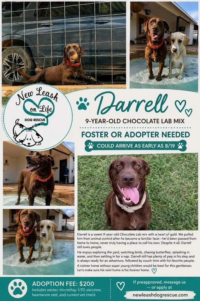 A senior large-sized male Brown / Chocolate Labrador Retriever dog named Darrell for adoption in Rockland, WI