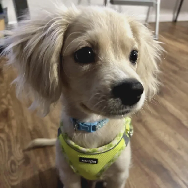 Simba