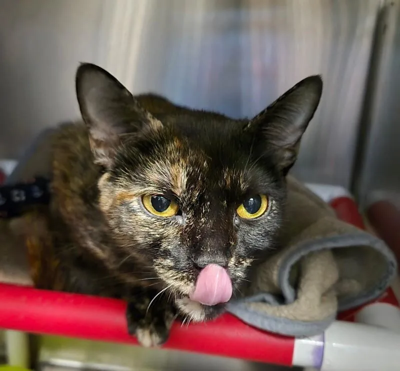 An adult medium-sized female Tortoiseshell Domestic Short Hair cat named Katico for adoption in Cincinnati, OH