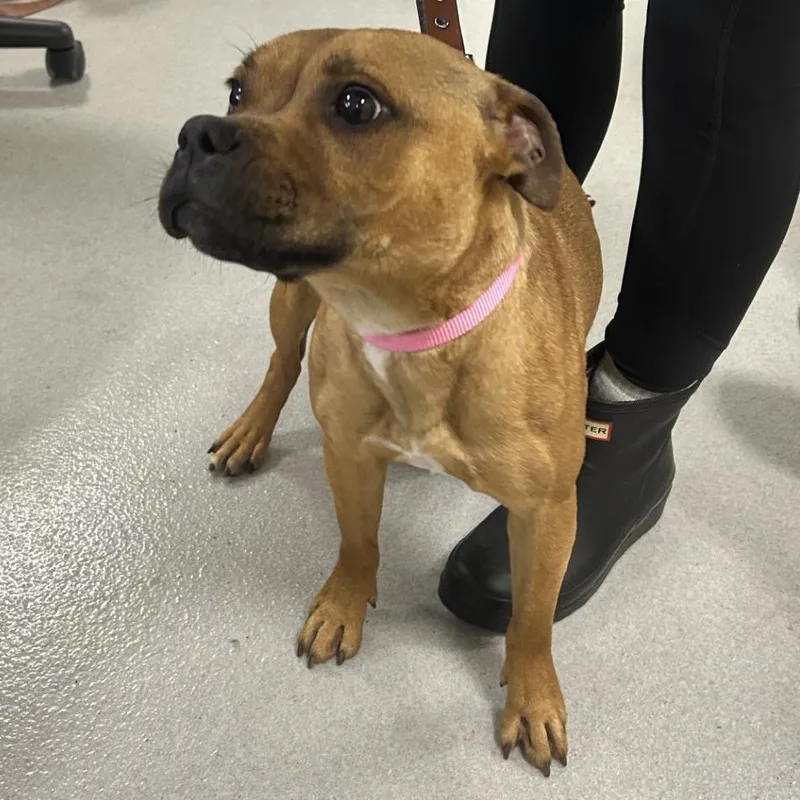 An adult medium-sized female Red / Chestnut / Orange Mixed Breed dog named Billie for adoption in Hampton Bays, NY