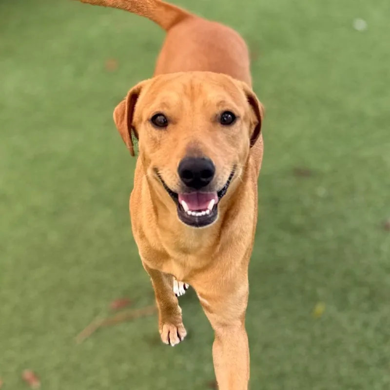 A young small-sized male Red / Chestnut / Orange Labrador Retriever dog named Clifford for adoption in LOXAHATCHEE, FL