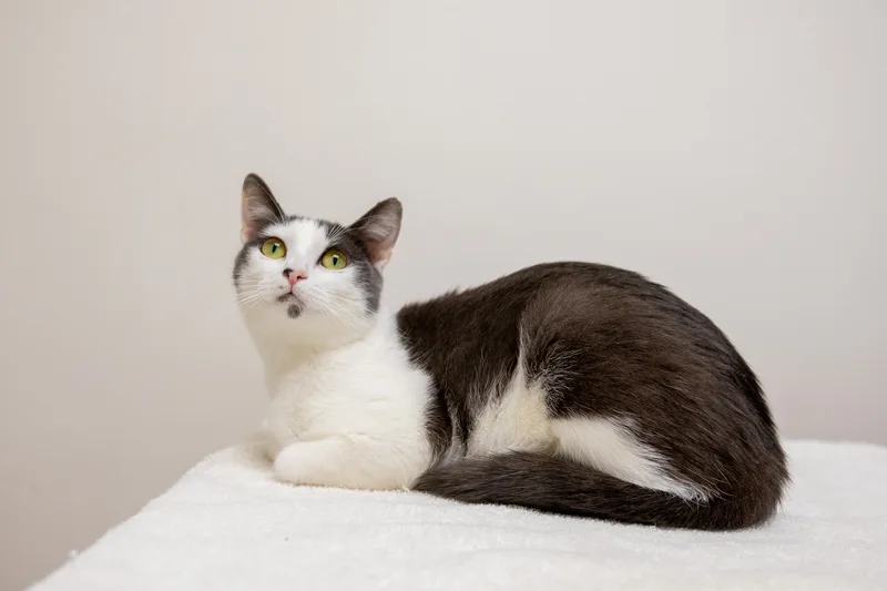 Mulberry thumbnail 3