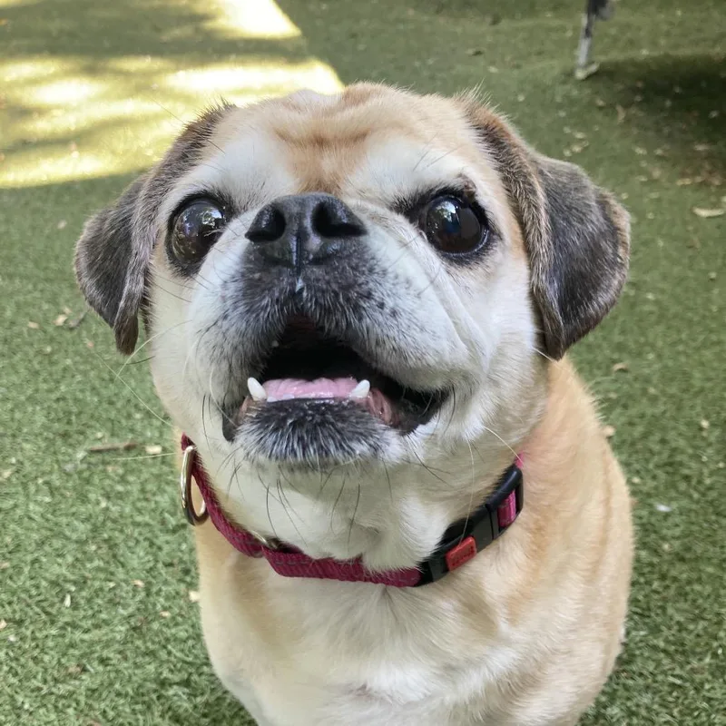 A senior medium-sized female Apricot / Beige Pug dog named Missy Morey for adoption in Providence, RI