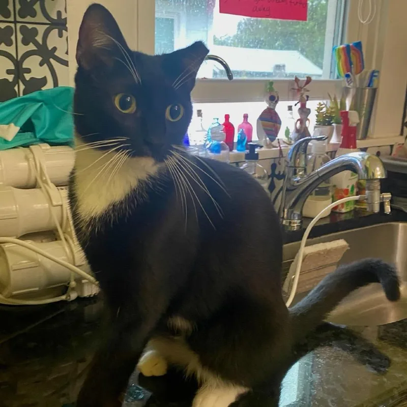 A young small-sized male Black Domestic Short Hair cat named Rango for adoption in Waco, TX