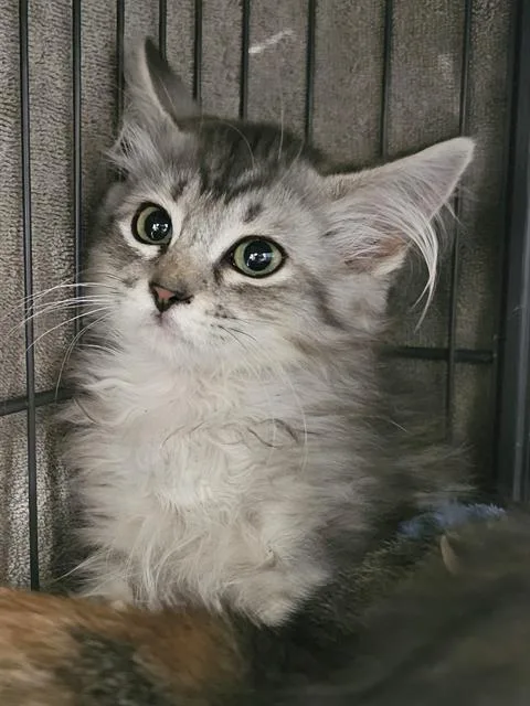 A baby medium-sized female Domestic Long Hair cat named Paquin for adoption in Clyde, NC
