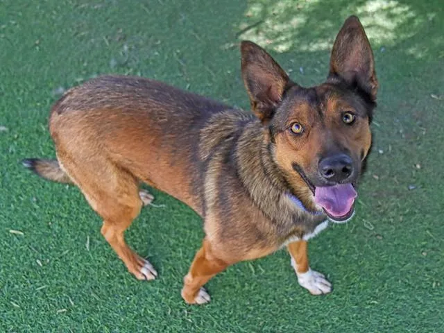 A young medium-sized female German Shepherd Dog dog named Biscuit for adoption in Ojai, CA