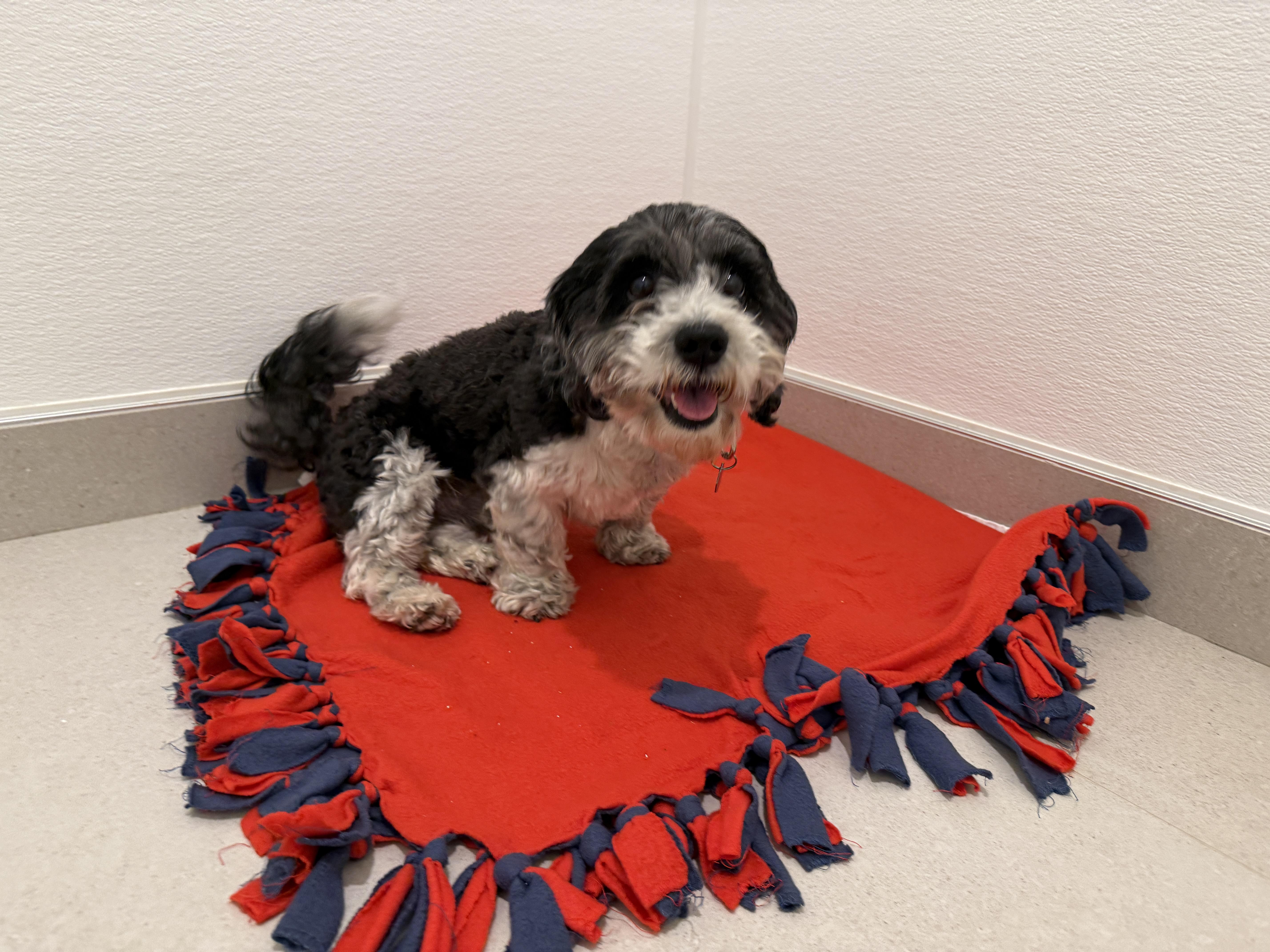 A young small-sized male Mixed Breed dog named Oscar for adoption in Evanston, IL