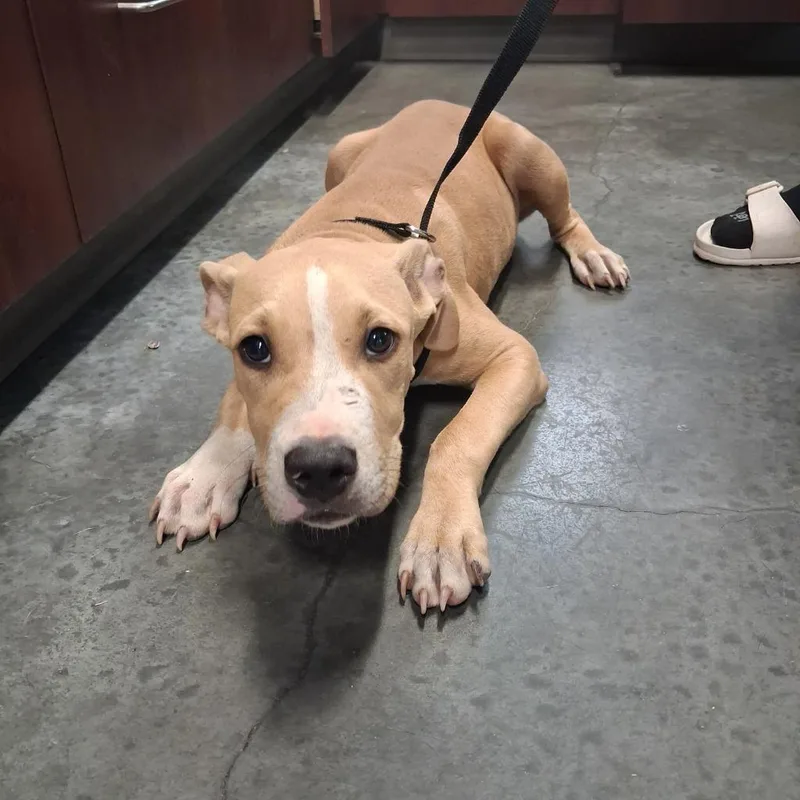 A baby medium-sized male Pit Bull Terrier dog named Little Bear for adoption in Gautier, MS