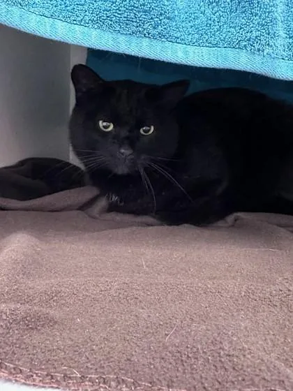 An adult medium-sized male Black Domestic Medium Hair cat named Rick And Rack for adoption in Quincy, MA
