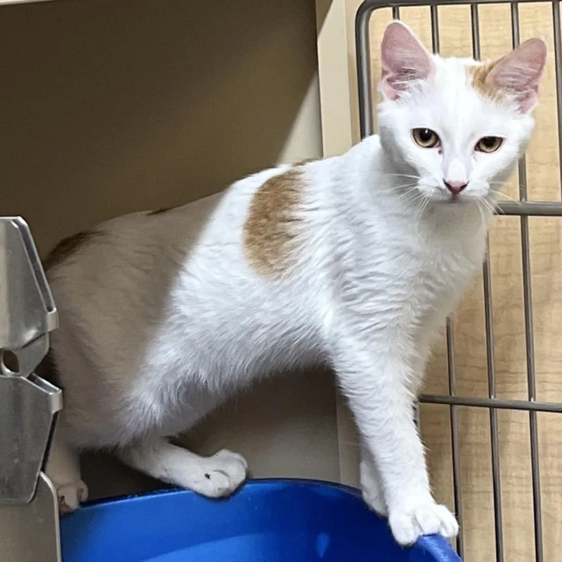 A young small-sized male White Domestic Medium Hair cat named Kentucky for adoption in Hemet, CA
