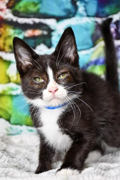 A baby small-sized male Domestic Short Hair cat named Squeaker for adoption in Yakima, WA