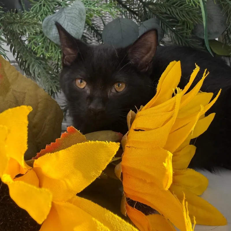 A baby small-sized male Black Domestic Short Hair cat named The OG Cork for adoption in Eaton Rapids, MI
