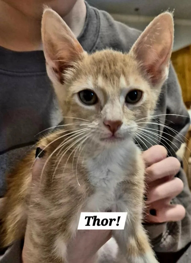 A baby small-sized male Domestic Short Hair cat named Thor for adoption in San Antonio, TX