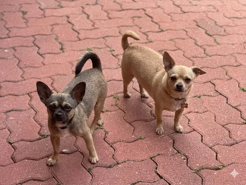 Nugget & Potato thumbnail 2