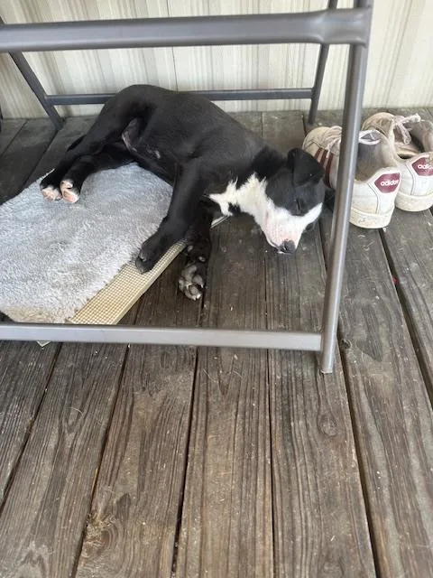 Henrietta thumbnail 2