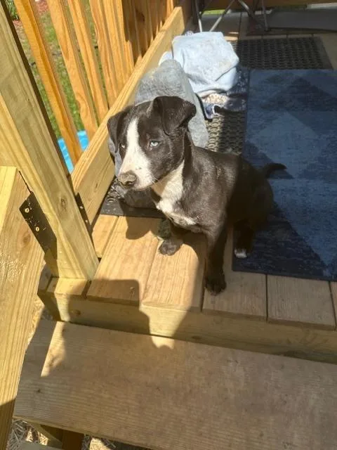 Henrietta thumbnail 3