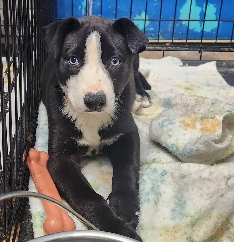 Henrietta thumbnail 4