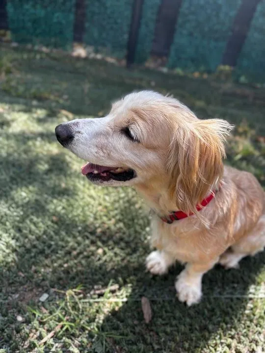 Sybil