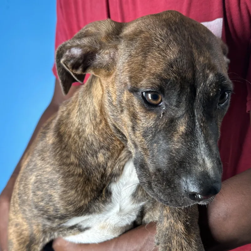 Luna  Local April thumbnail 2