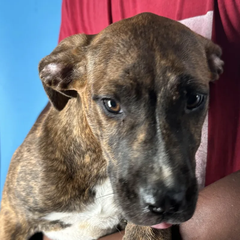 Luna  Local April thumbnail 3