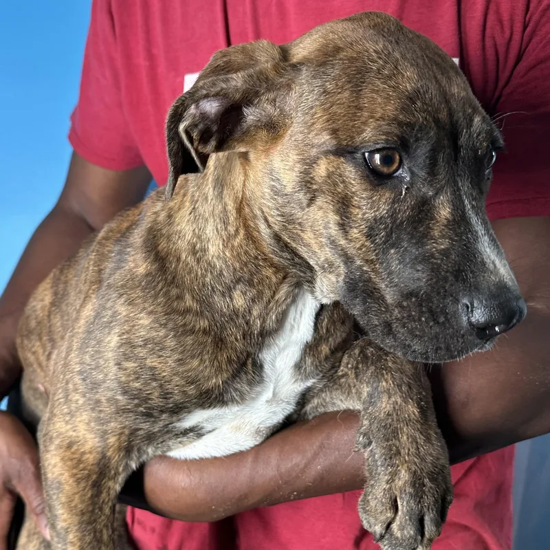 Luna  Local April thumbnail 4