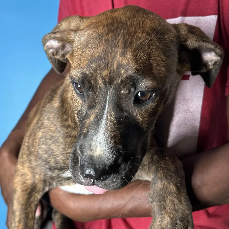 Luna  Local April thumbnail 5