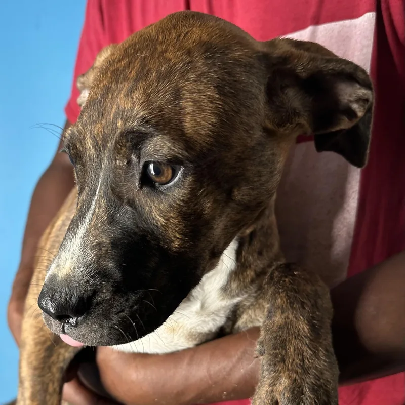 Luna  Local April thumbnail 6