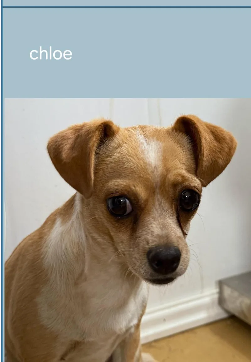 An adult small-sized female Chihuahua dog named LolChloe for adoption in Billings, MT