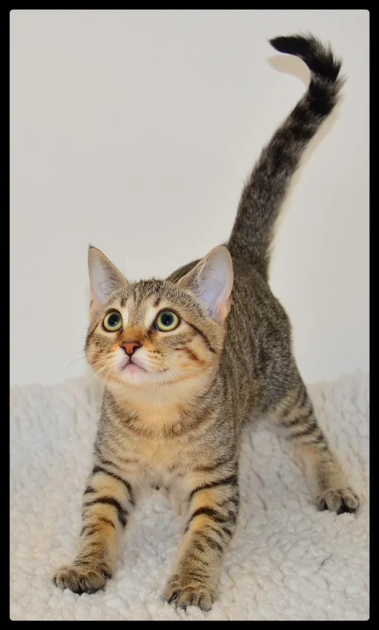 A baby small-sized female Tabby (Brown / Chocolate) Domestic Short Hair cat named Jeanette A for adoption in San Andreas, CA