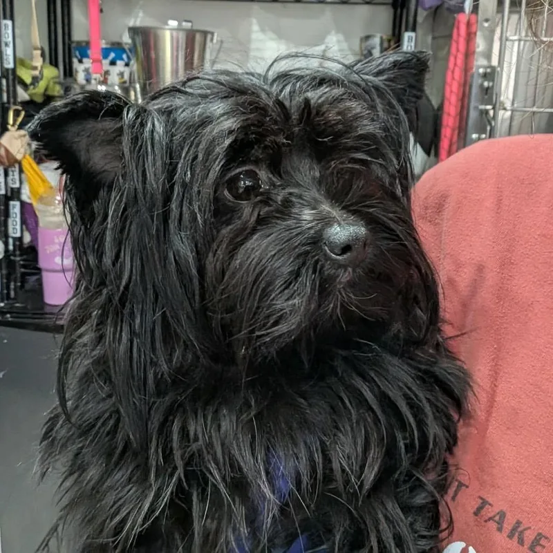 Tara Corenne thumbnail 2