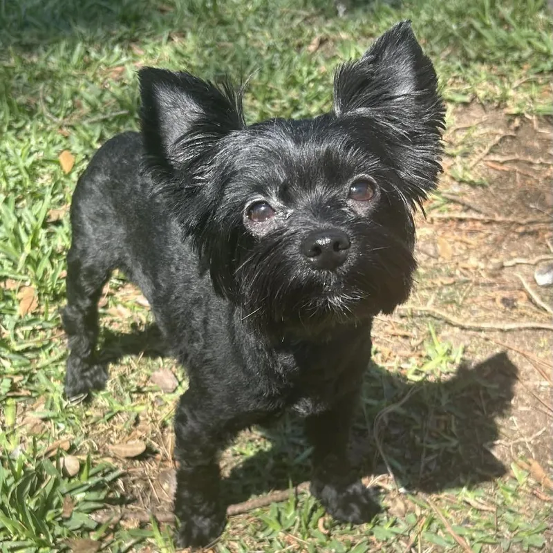 Tara Corenne thumbnail 4