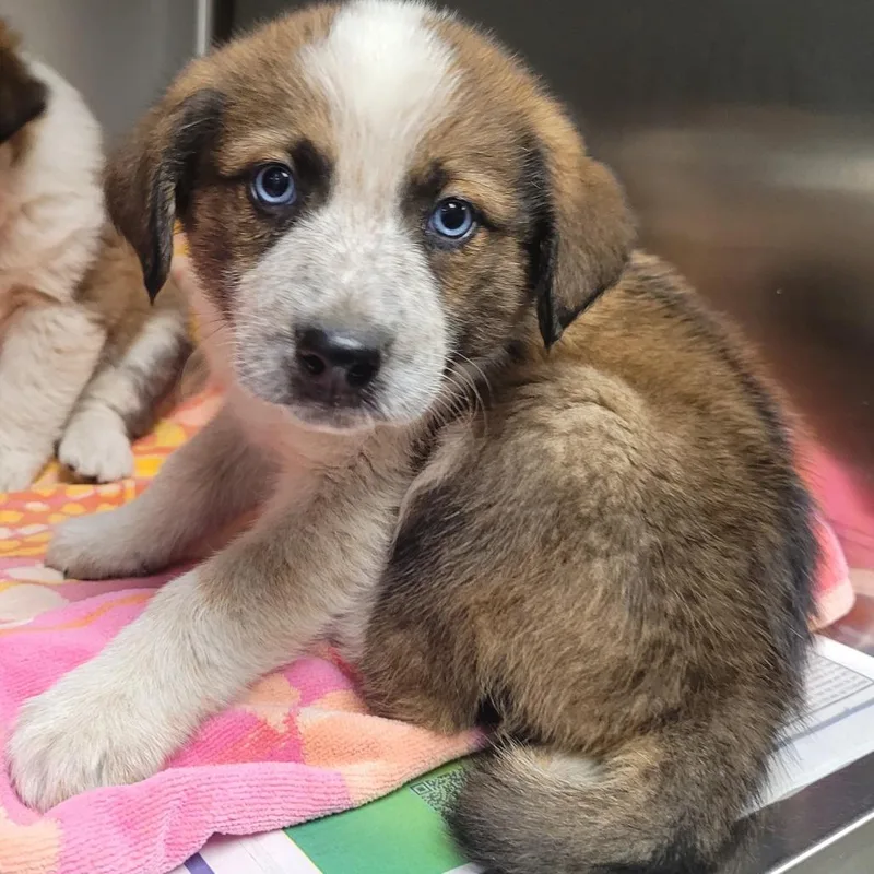 A baby small-sized male Black Saint Bernard dog named Poetry A for adoption in Mission Hills, CA