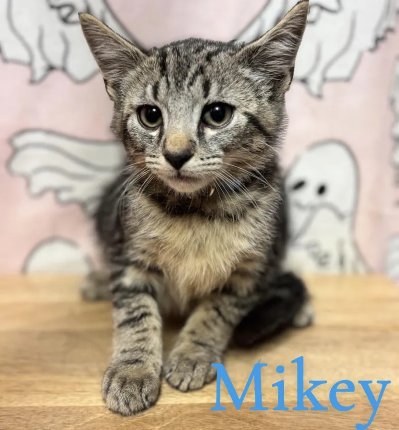 A young medium-sized male Tabby (Brown / Chocolate) Tabby cat named Mikey for adoption in Brick, NJ