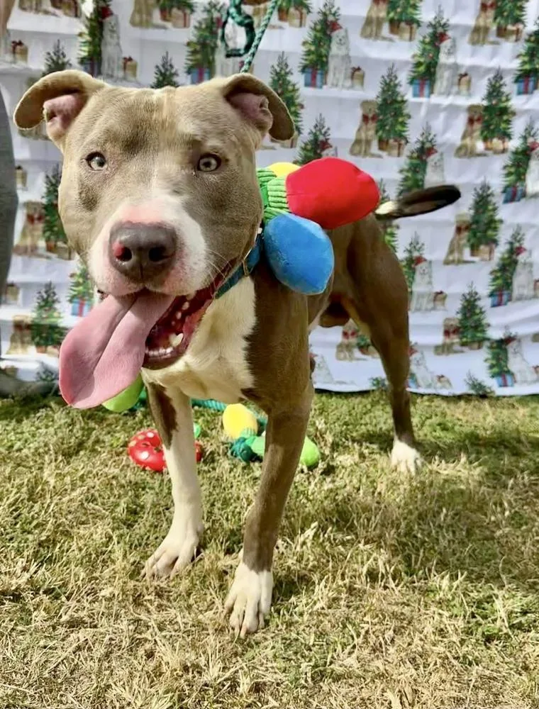 Hank The Handsome thumbnail 2