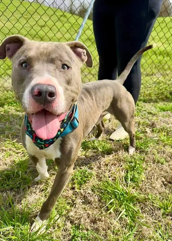 Hank The Handsome thumbnail 3