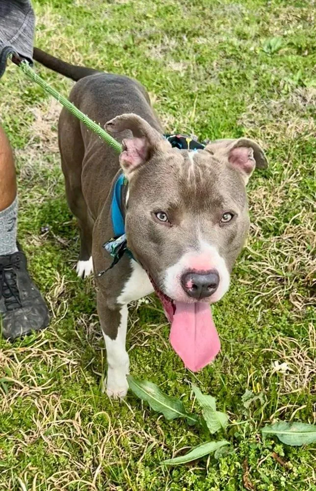 Hank The Handsome thumbnail 4