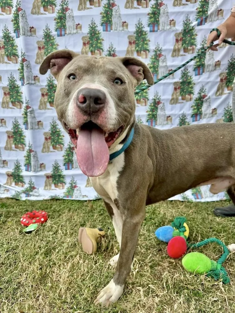 Hank The Handsome thumbnail 5