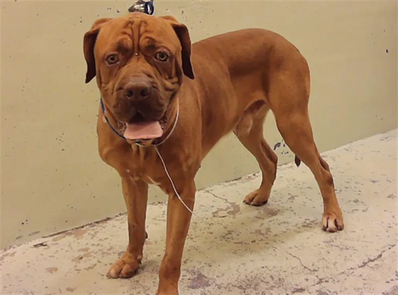 An adult extra large-sized male Mastiff dog named Mongo for adoption in Houston, TX
