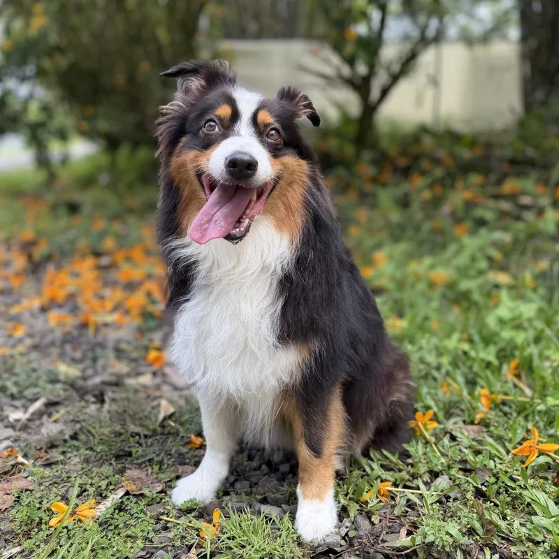 A senior medium-sized female Black Australian Shepherd dog named Sadie for adoption in Keaau, HI