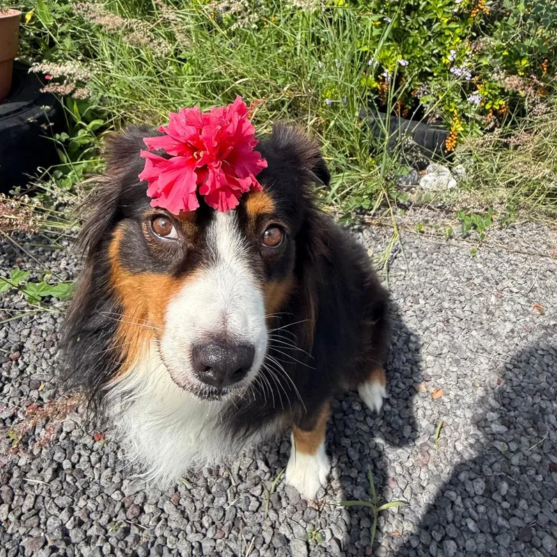Sadie thumbnail 2